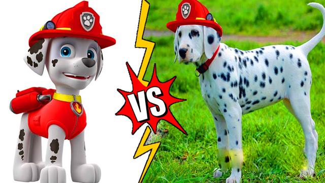 How to Draw Handsome Paw Patrol 🐶| Cartoon Easy Drawing and Painting Video for Kids & Toddlers💕
